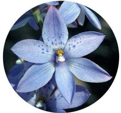 Sunshine Coast Orchid Society Caloundra Inc